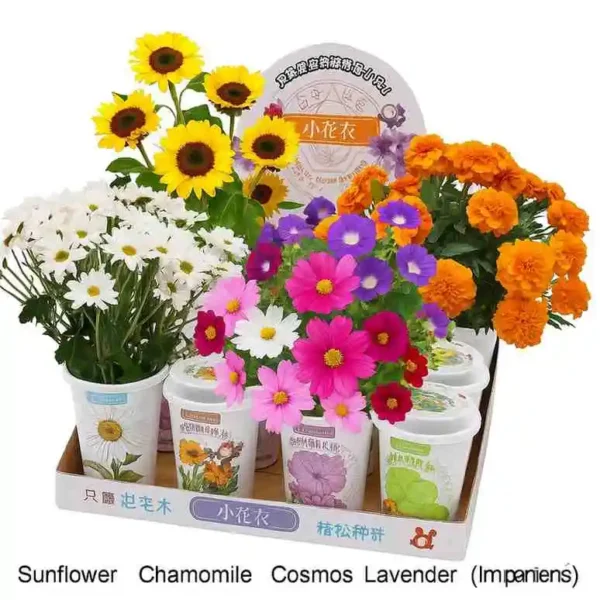 Zodiac Flower Growing Cup