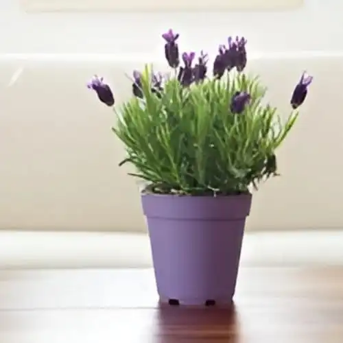 Rustic Tin Can Indoor Planting Kit