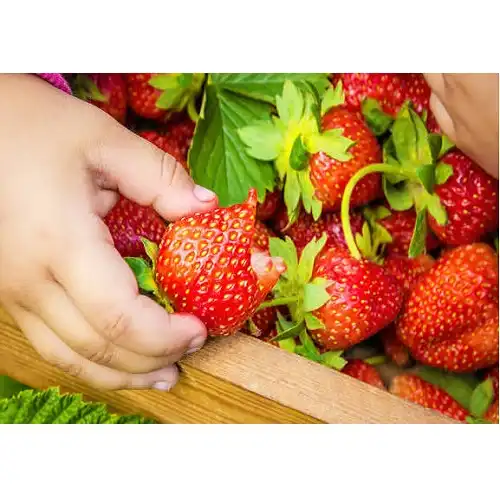 Organic Plant Growing Cup